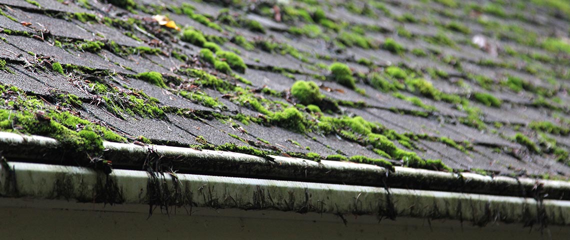 How Does Mold Impact Your Roof?
